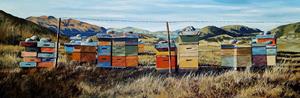 Beehives, on the way to Glendhu Bay; Med AP,