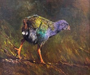 Juvenile Takahē